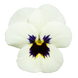 Віола рогатая Admire F1 Ivory Blotch  pro-viorogadmf1ivoblonew202-1000 фото 1