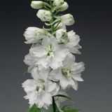 Дельфініум Excalibur Pure White pro-delexcpurwhi-1000 фото