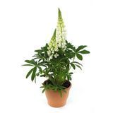 Люпін Lupini White pro-lyulupwhi-500 фото