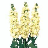 Маттіола Cheerful Yellow pro-matcheyel-1000 фото