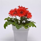 Гербера Colorbloom Red with Dark Eye pro-gercolredwitdareye-100 фото
