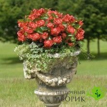 Бегонiя Big F1 Red Green Leaf RedGrL фото