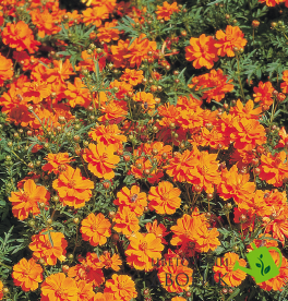 Космос Cosmic Orange pro-CosmicOrange-1000 фото