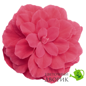 Бегония клубневая Nonstop F1 Pink NonstopPink фото