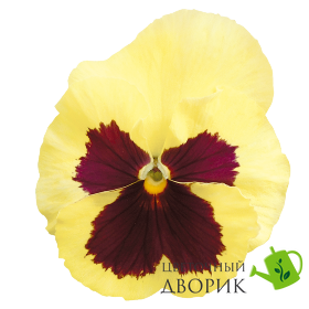 Вiола Inspire Plus F1 Lemon Blotch pro-InspirePlusLemonBl-500 фото