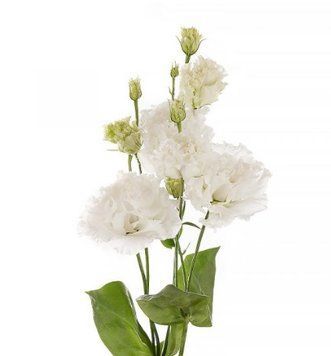 Эустома Alissa 2 Pure White pro-eusali2PureWhite-1000 фото