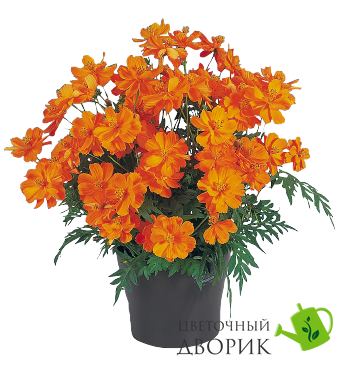 Космос Cosmic Orange pro-CosmicOrange-1000 фото
