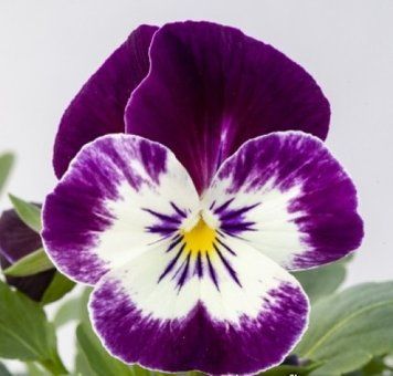Віола Рогата Bel Viso F 1 Victoriana pro-belvisoVictoriana-1000seed фото