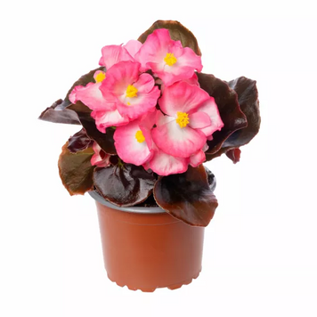Бегонія Bada Boom Swift Bicolor New2027 pro-BadaBoomSwiftBicolor-1000seed фото