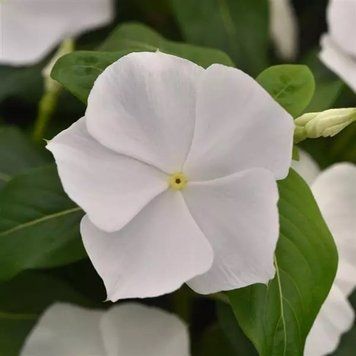 Винка Titan-ium White Titan-iumWhite-5 фото