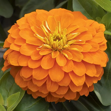 Циннiя Magellan Orange pro-cinmagora-500 фото