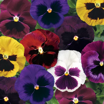 Виола Colossus F1 Mix Blotched pro-ColossusMixBl-1000 фото