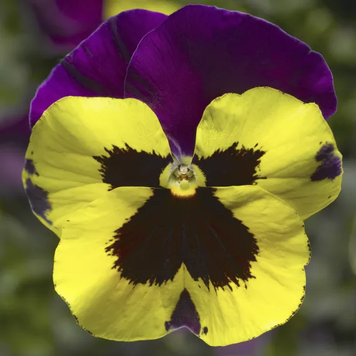 Вiола Delta F1 Yellow with Purple Wing pro-DeltaYwPurW-1000 фото