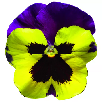 Вiола Delta F1 Yellow with Purple Wing pro-DeltaYwPurW-1000 фото