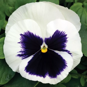 Вiола Mammoth F1 Glamarama White pro-MammothGlW-1000 фото