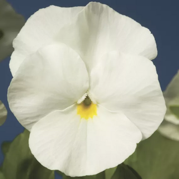 Вiола рогата Penny F1 White pro-PennyWhite-1000 фото