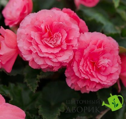 Бегония клубневая Nonstop F1 Pink NonstopPink фото