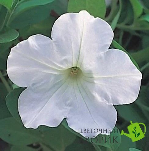 Петуния Opera Supreme F1 White OperaSupremeWhite фото