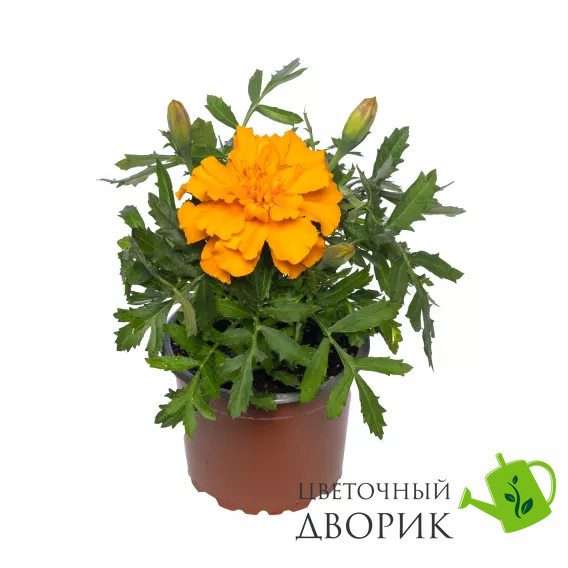 Тагетес Cresta Orange pro-CrestaOrange-1000seed фото
