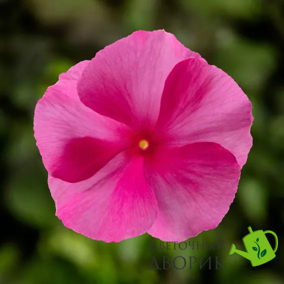 Винка Cora XDR Rose Punch pro-Cora XDRp-1000 фото