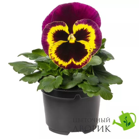 Виола Delta F1 Yellow with Purple Wing pro-DeltaYwPurW-1000 фото