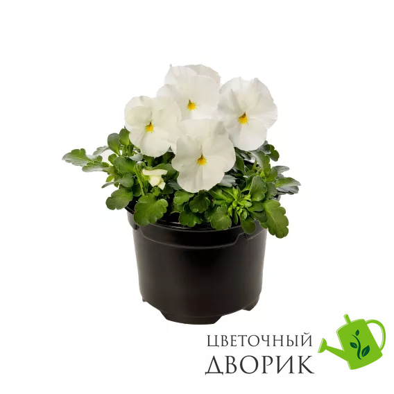 Виола рогатая Penny F1 White pro-PennyWhite-1000 фото
