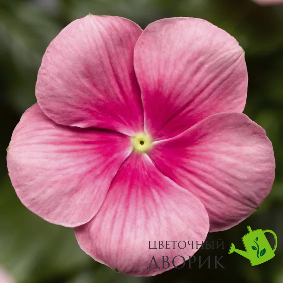 Винка Cora Cascade XDR Shell Pink pro-vincorcasshepin-500 фото