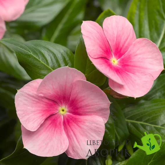 Винка Cora Cascade XDR Shell Pink pro-vincorcasshepin-500 фото