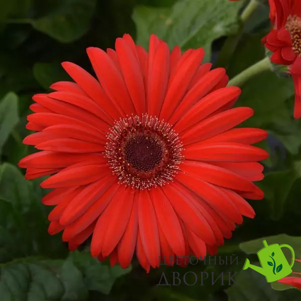 Гербера Colorbloom Red with Dark Eye pro-gercolredwitdareye-100 фото