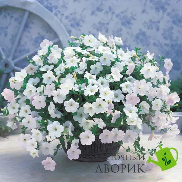 Петуния Opera Supreme F1 White OperaSupremeWhite фото