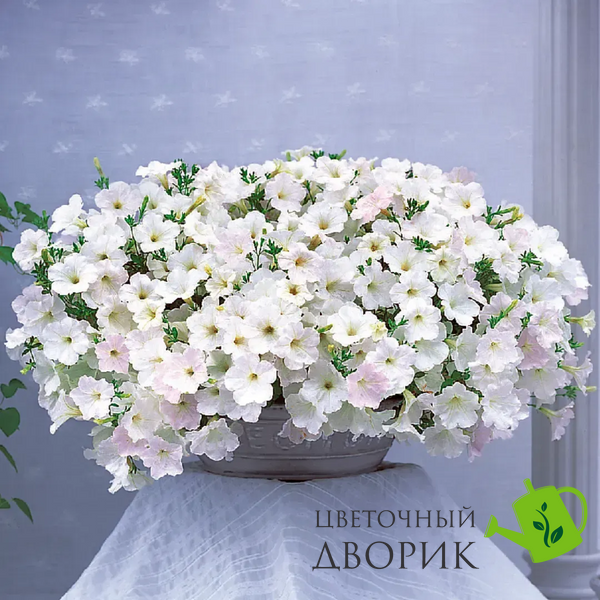 Петуния Opera Supreme F1 White OperaSupremeWhite фото