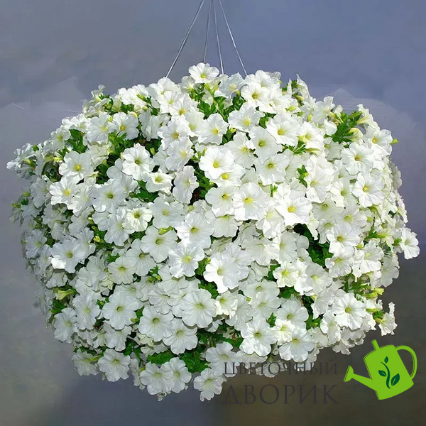 Петуния Opera Supreme F1 White OperaSupremeWhite фото