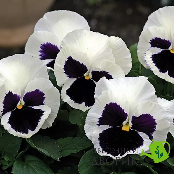 Вiола Mammoth F1 Glamarama White pro-MammothGlW-1000 фото