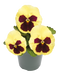 Вiола Inspire Plus F1 Lemon Blotch pro-InspirePlusLemonBl-500 фото 1
