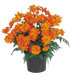 Космос Cosmic Orange pro-CosmicOrange-1000 фото 3