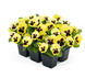 Вiола Inspire Plus F1 Lemon Blotch pro-InspirePlusLemonBl-500 фото 3