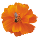 Космос Cosmic Orange pro-CosmicOrange-1000 фото 1