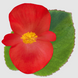 Бегонiя Big F1 Red Green Leaf RedGrL фото 1