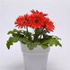 Гербера Colorbloom Red with Dark Eye pro-gercolredwitdareye-100 фото 1