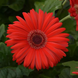 Гербера Colorbloom Red with Dark Eye pro-gercolredwitdareye-100 фото 2