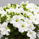 Петуния Prism F1 White pro-PrismF1White-1000dr фото 1