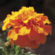 Тагетес Cresta Orange pro-CrestaOrange-1000seed фото 1