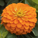 Цинния Magellan Orange pro-cinmagora-500 фото 1