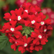 Вербена Obsession Cascade Red with Eye ObsessionCascadeRedEye фото 4
