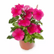 Винка Cora XDR Rose Punch pro-Cora XDRp-1000 фото 1