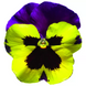 Виола Delta F1 Yellow with Purple Wing pro-DeltaYwPurW-1000 фото 1
