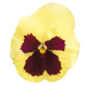 Вiола Inspire Plus F1 Lemon Blotch pro-InspirePlusLemonBl-500 фото 2