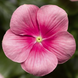 Винка Cora Cascade XDR Shell Pink pro-vincorcasshepin-500 фото 2