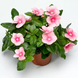 Винка Cora Cascade XDR Shell Pink pro-vincorcasshepin-500 фото 1