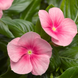 Винка Cora Cascade XDR Shell Pink pro-vincorcasshepin-500 фото 3